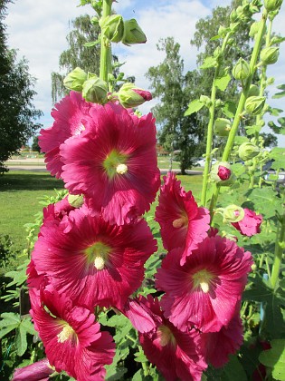 Stockros  
                                 
2017-07-11 Stockros 3  
Granudden  
Färjestaden  
Öland