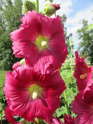 Stockros  
                                 
2017-07-11 Stockros 4  
Granudden  
Färjestaden  
Öland