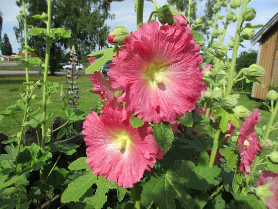 Stockros  
                                 
2017-07-11 Stockros 5  
Granudden  
Färjestaden  
Öland