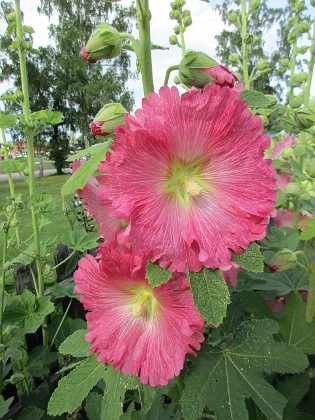 Stockros  
                                 
2017-07-11 Stockros 6  
Granudden  
Färjestaden  
Öland