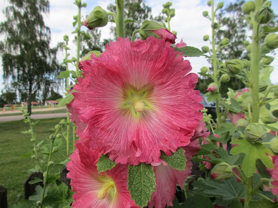 Stockros  
                                 
2017-07-11 Stockros 7  
Granudden  
Färjestaden  
Öland