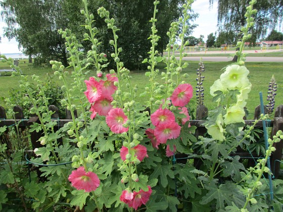 Stockros  
                                 
2017-07-11 Stockros 8  
Granudden  
Färjestaden  
Öland