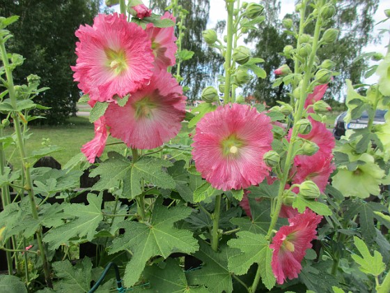 Stockros  
                                 
2017-07-11 Stockros 9  
Granudden  
Färjestaden  
Öland