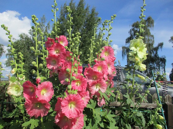 Stockros  
                                 
2017-07-14 Stockros 1  
Granudden  
Färjestaden  
Öland