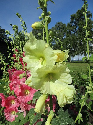 Stockros  
                                 
2017-07-14 Stockros 10  
Granudden  
Färjestaden  
Öland