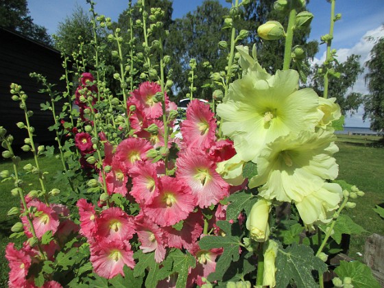 Stockros  
                                 
2017-07-14 Stockros 11  
Granudden  
Färjestaden  
Öland