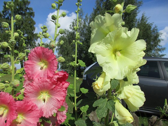 Stockros  
                                 
2017-07-14 Stockros 2  
Granudden  
Färjestaden  
Öland