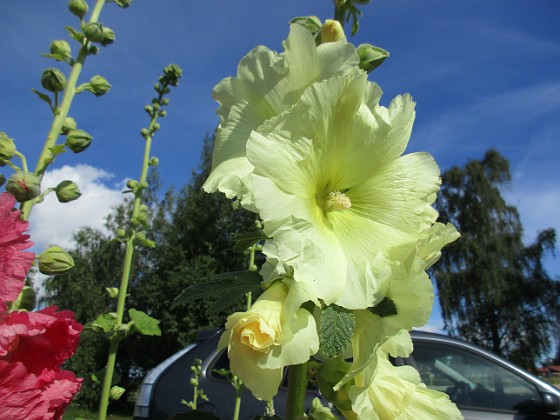 Stockros  
                                 
2017-07-14 Stockros 3  
Granudden  
Färjestaden  
Öland