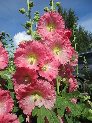 Stockros  
                                 
2017-07-14 Stockros 4  
Granudden  
Färjestaden  
Öland