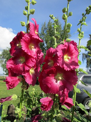 Stockros  
                                 
2017-07-14 Stockros 6  
Granudden  
Färjestaden  
Öland