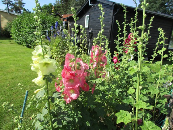 Stockros  
                                 
2017-07-14 Stockros 9  
Granudden  
Färjestaden  
Öland