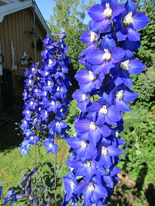 Riddarsporre  
                                 
2017-07-19 Riddarsporre 7  
Granudden  
Färjestaden  
Öland