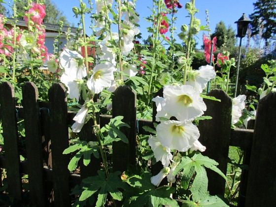 Stockros  
                                 
2017-07-19 Stockros 1  
Granudden  
Färjestaden  
Öland