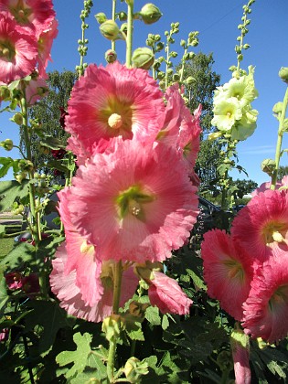 Stockros  
                                 
2017-07-19 Stockros 10  
Granudden  
Färjestaden  
Öland