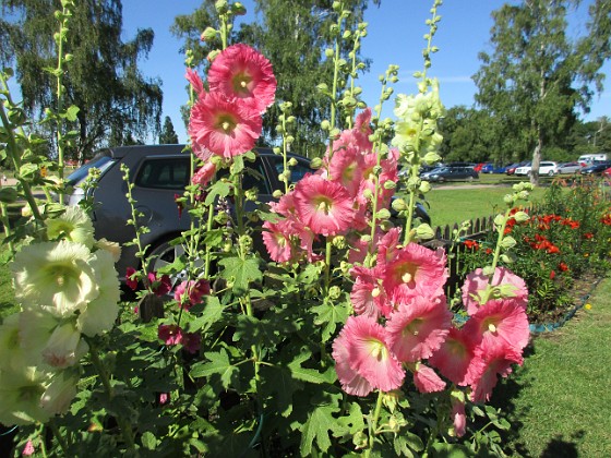 Stockros  
                                 
2017-07-19 Stockros 12  
Granudden  
Färjestaden  
Öland