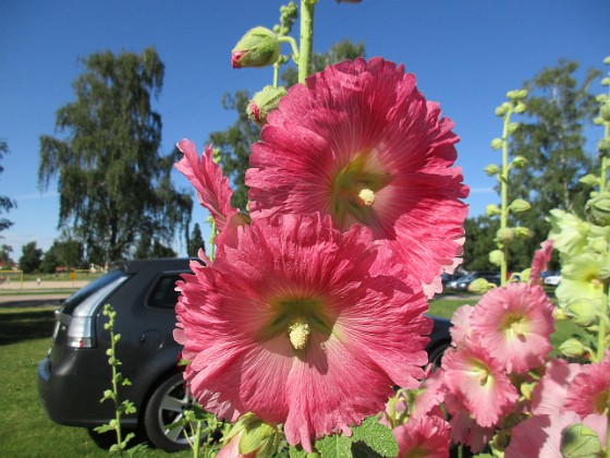 Stockros  
                                 
2017-07-19 Stockros 13  
Granudden  
Färjestaden  
Öland