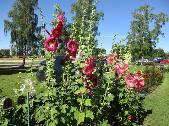 Stockros  
                                 
2017-07-19 Stockros 14  
Granudden  
Färjestaden  
Öland