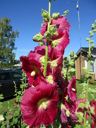 Stockros  
                                 
2017-07-19 Stockros 16  
Granudden  
Färjestaden  
Öland