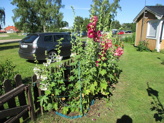 Stockros  
                                 
2017-07-19 Stockros 17  
Granudden  
Färjestaden  
Öland