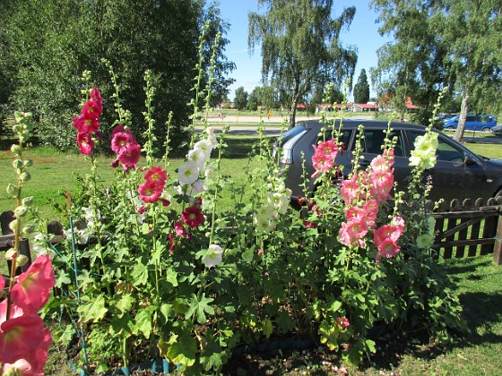 Stockros  
                                 
2017-07-19 Stockros 20  
Granudden  
Färjestaden  
Öland