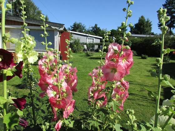 Stockros  
                                 
2017-07-19 Stockros 6  
Granudden  
Färjestaden  
Öland