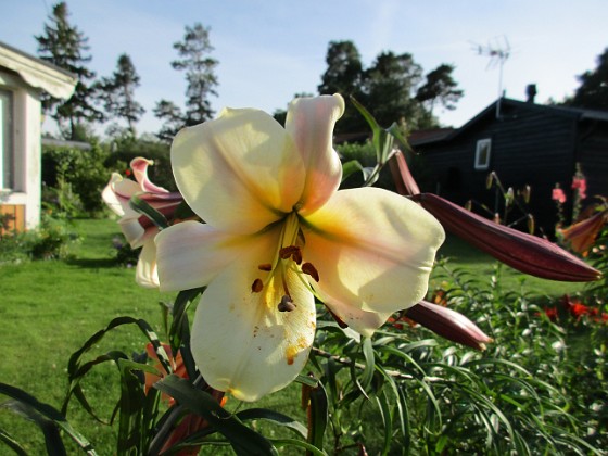 Basunlilja  
                                 
2017-07-24 Basunlilja_0026  
Granudden  
Färjestaden  
Öland