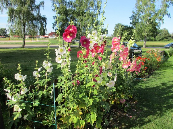 Stockros  
                                 
2017-07-24 Stockros_0001  
Granudden  
Färjestaden  
Öland