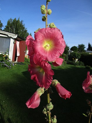 Stockros  
                                 
2017-07-24 Stockros_0002  
Granudden  
Färjestaden  
Öland