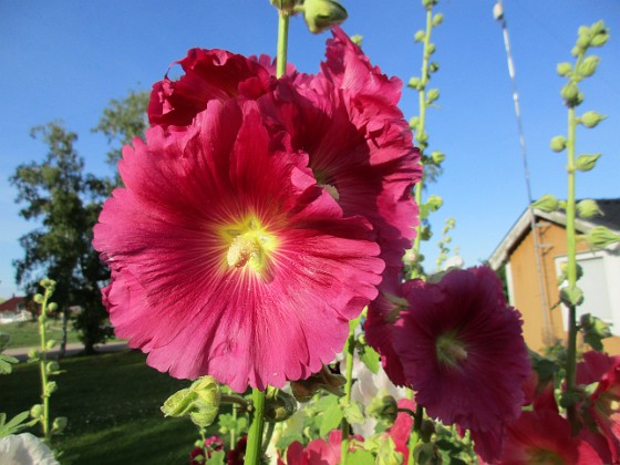 Stockros  
                                 
2017-07-24 Stockros_0007  
Granudden  
Färjestaden  
Öland