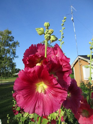 Stockros  
                                 
2017-07-24 Stockros_0008  
Granudden  
Färjestaden  
Öland