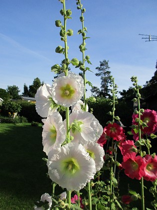 Stockros  
                                 
2017-07-24 Stockros_0014  
Granudden  
Färjestaden  
Öland