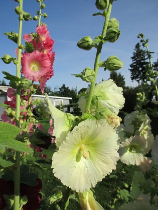 Stockros  
                                 
2017-07-24 Stockros_0016  
Granudden  
Färjestaden  
Öland