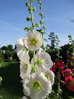 Stockros  
                                 
2017-07-24 Stockros_0017  
Granudden  
Färjestaden  
Öland