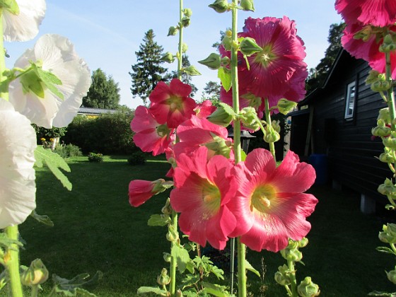 Stockros  
                                 
2017-07-24 Stockros_0018  
Granudden  
Färjestaden  
Öland