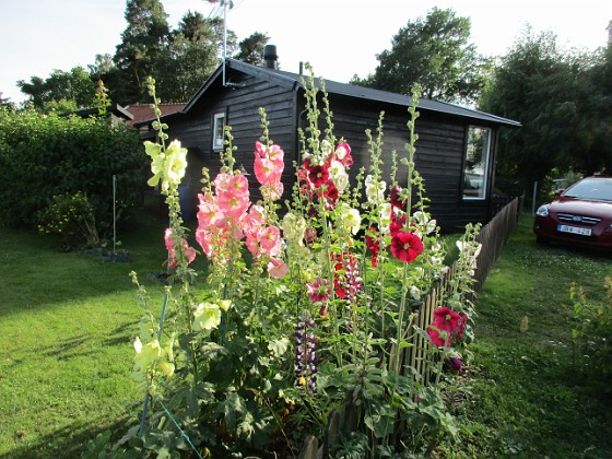 Stockros  
                                 
2017-07-24 Stockros_0032  
Granudden  
Färjestaden  
Öland