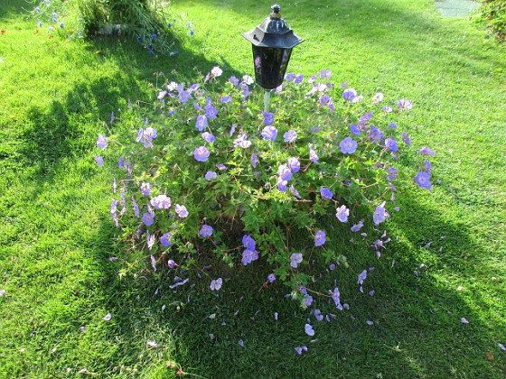 Trädgårdsnäva  
                                 
2017-07-24 Trädgårdsnäva_0056  
Granudden  
Färjestaden  
Öland