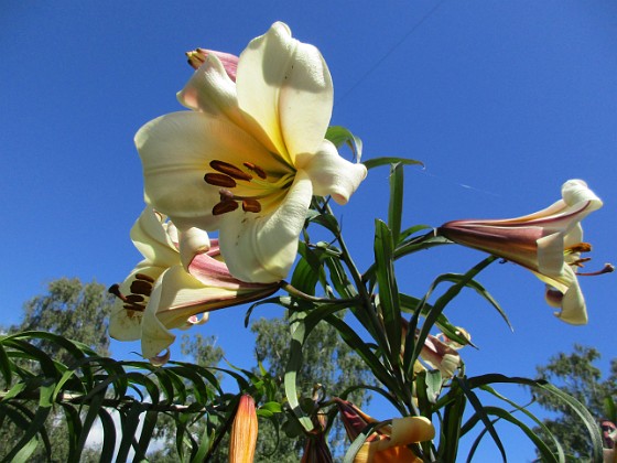 Basunlilja { Det är bra att kunna ha liljor i trädgården under hela juli månad. } 