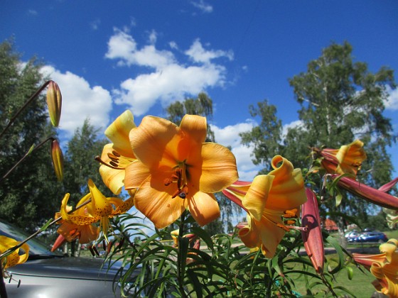 Basunlilja  
                                 
2017-07-28 Basunlilja_0044  
Granudden  
Färjestaden  
Öland