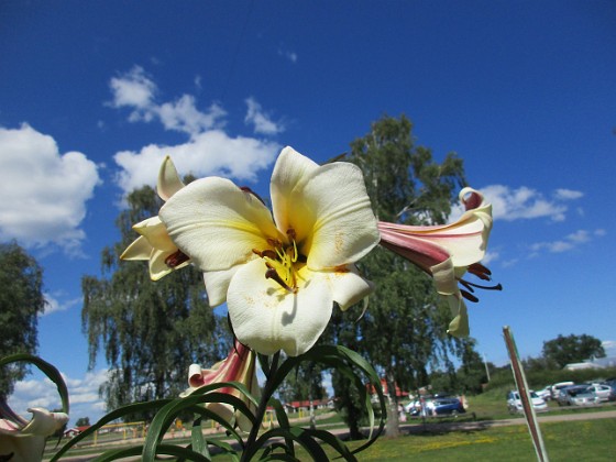 Basunlilja  
                                 
2017-07-28 Basunlilja_0049  
Granudden  
Färjestaden  
Öland