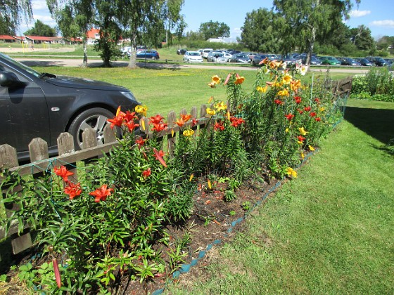 Blommor  
                                 
2017-07-28 Blommor_0090  
Granudden  
Färjestaden  
Öland