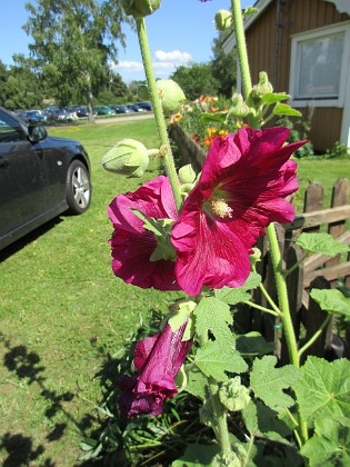 Stockros  
                                 
2017-07-28 Stockros_0067  
Granudden  
Färjestaden  
Öland