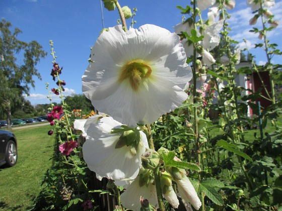 Stockros  
                                 
2017-07-28 Stockros_0068  
Granudden  
Färjestaden  
Öland