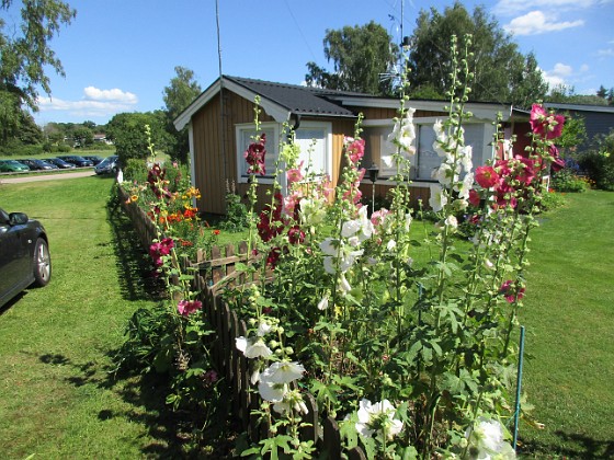 Stockros  
                                 
2017-07-28 Stockros_0069  
Granudden  
Färjestaden  
Öland