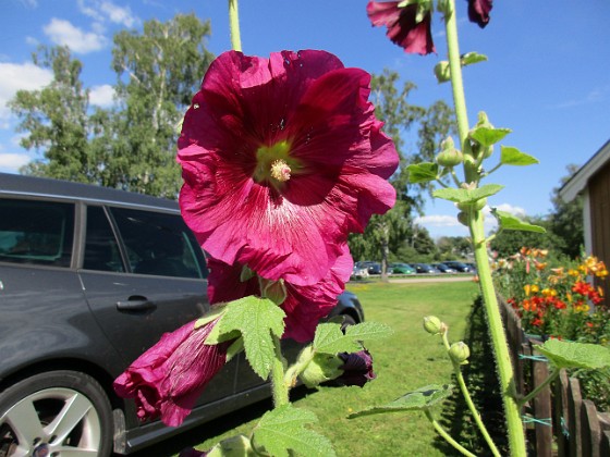 Stockros  
                                 
2017-07-28 Stockros_0070  
Granudden  
Färjestaden  
Öland