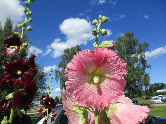 Stockros  
                                 
2017-07-28 Stockros_0073  
Granudden  
Färjestaden  
Öland