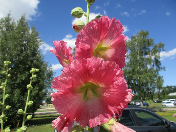 Stockros  
                                 
2017-07-28 Stockros_0075  
Granudden  
Färjestaden  
Öland