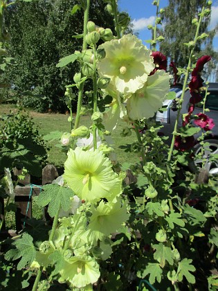 Stockros  
                                 
2017-07-28 Stockros_0078  
Granudden  
Färjestaden  
Öland