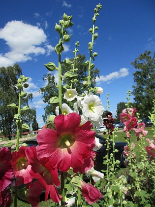 Stockros  
                                 
2017-07-28 Stockros_0080  
Granudden  
Färjestaden  
Öland