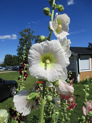 Stockros  
                                 
2017-07-28 Stockros_0082  
Granudden  
Färjestaden  
Öland