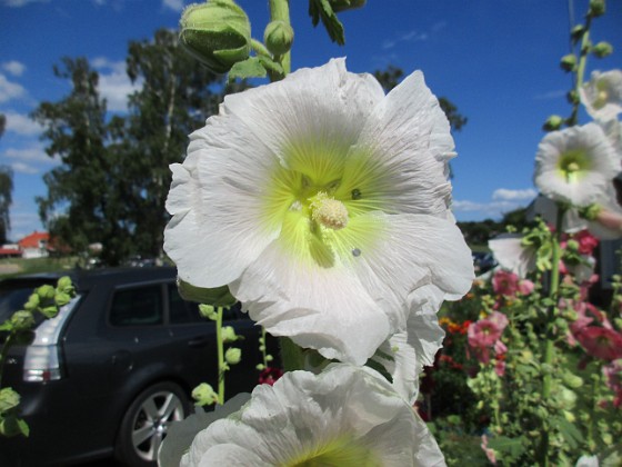 Stockros  
                                 
2017-07-28 Stockros_0085  
Granudden  
Färjestaden  
Öland